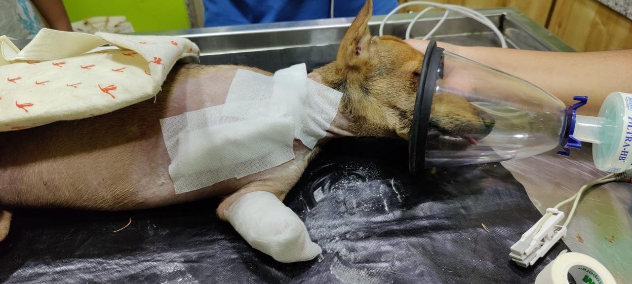 Feeding Squad Initiative